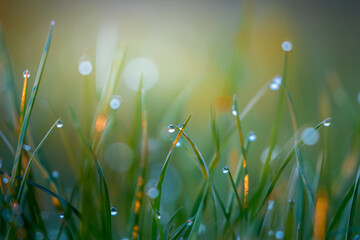Close-up of grass (Poaceae) at dawn with dewdrops, creating a magical morning landscape. The photo captures the subtle beauty of nature and the tranquility of the morning.