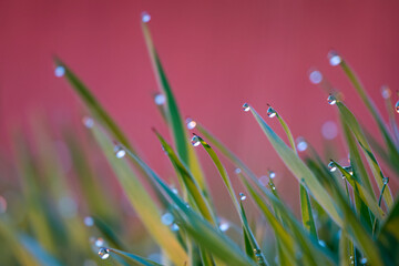 Close-up of grass (Poaceae) at dawn with dewdrops, creating a magical morning landscape. The photo captures the subtle beauty of nature and the tranquility of the morning.