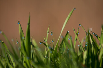 Close-up of grass (Poaceae) at dawn with dewdrops, creating a magical morning landscape. The photo captures the subtle beauty of nature and the tranquility of the morning.