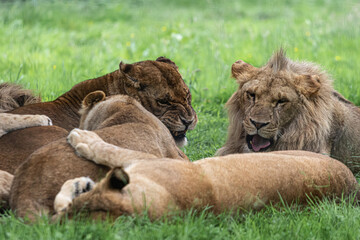 lion and lioness