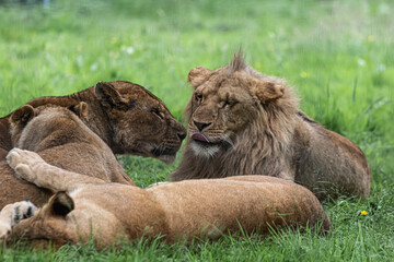 lion and lioness
