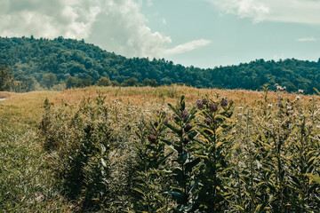 Obraz premium View of the Great Smoky Mountains from across a meadow in Cades Cove of Great Smoky Mountains National Park.