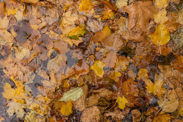 Fallen yellow autumn leaves on the ground that are wet after the rain