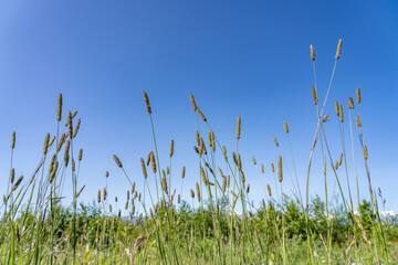 Timothy (Phleum pratense) is an abundant perennial grass, timothy-grass, meadow cat's-tail or common cat's tail. Denali View North, Denali State Park, Alaska