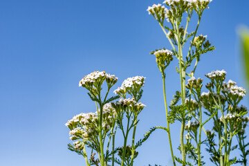  Achillea millefolium, yarrow or common yarrow, is a flowering plant in the family Asteraceae.  Denali View North, Denali State Park, Alaska

