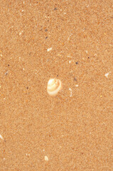 seashell on a beach by the sea