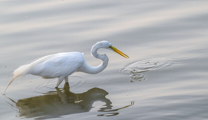 Great egret, or white heron, fishing in a lake.