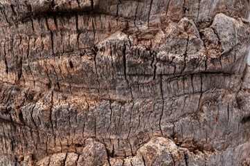 palm bark texture background