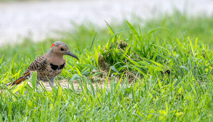 Closeup of a northern flicker in bright green grass in summer.