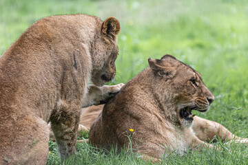 lion and lioness