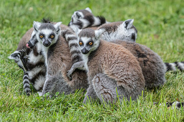 ring lemur catta