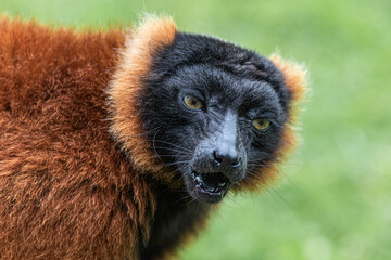 black and white lemur