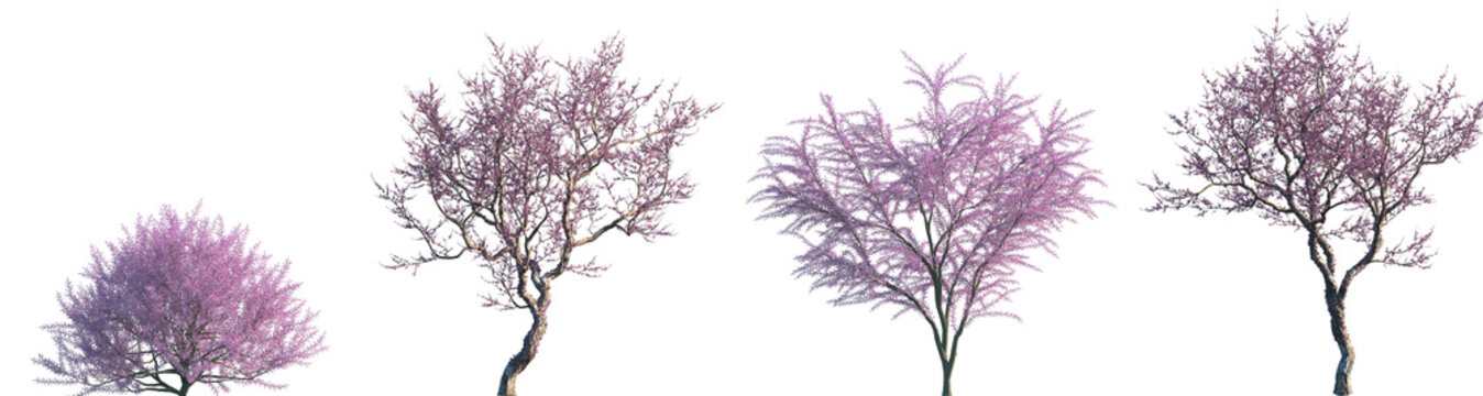 Set of Tamarix gallica and Cercis siliquastrum frontal set street blossoming trees isolated png on a transparent background perfectly cutout