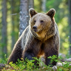 Fototapeta premium Wild Brown Bear (Ursus Arctos) in the summer forest. Animal in natural habitat. Wildlife scene