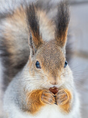 The squirrel with nut sits on tree in the winter or late autumn