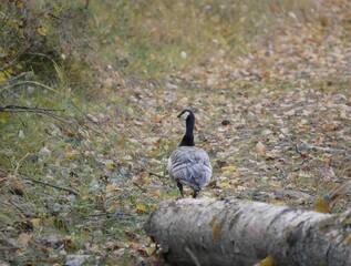 A large barnacle goose on a forest path on a cloudy autumn day against the background of fallen orange foliage. A black and gray large wild bird is resting after a long flight.