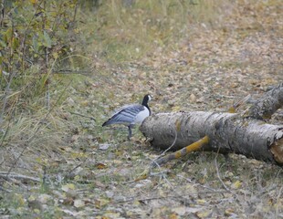 A large barnacle goose on a forest path on a cloudy autumn day against the background of fallen orange foliage. A black and gray large wild bird is resting after a long flight.