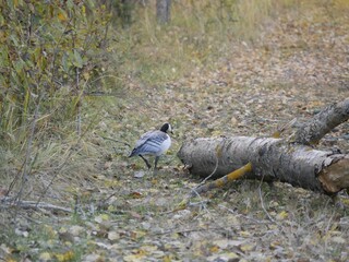 A large barnacle goose on a forest path on a cloudy autumn day against the background of fallen orange foliage. A black and gray large wild bird is resting after a long flight.