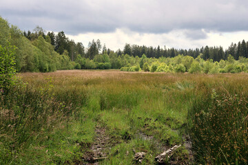 Moorlandschaft im Wald in der Nähe des 