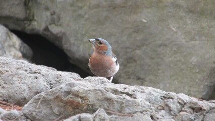 chaffinch, finch, bird, rocks, nature, natural, fauna, flora, gray, sparrow, forest bird, animal