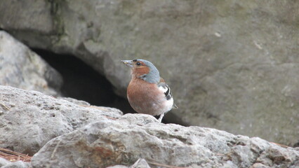 chaffinch, finch, bird, rocks, nature, natural, fauna, flora, gray, sparrow, forest bird, animal