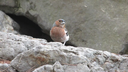 chaffinch, finch, bird, rocks, nature, natural, fauna, flora, gray, sparrow, forest bird, animal