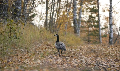 A large barnacle goose on a forest path on a cloudy autumn day against the background of fallen orange foliage. A black and gray large wild bird is resting after a long flight.