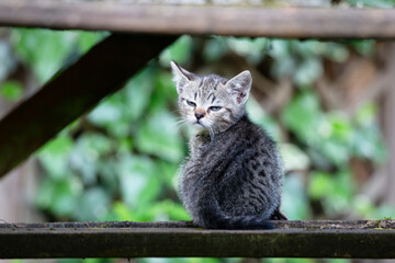 Curious Kitten on a Wooden Beam