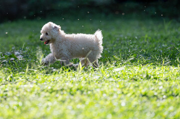 Happy running poodle puppy dog