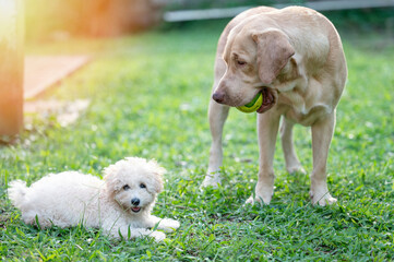 Portrait of playing dogs