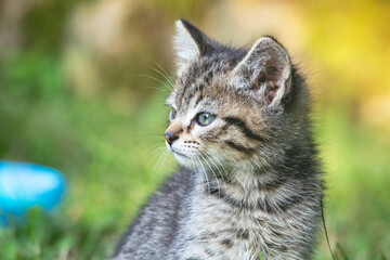 Thoughtful Kitten in a Sunlit Garden