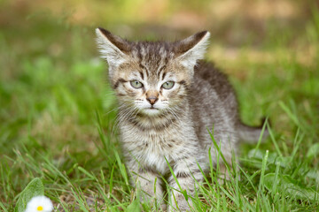 Curious Kitten Exploring the Grass