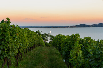 Sunset view from the vineyard, with the lake with sailing boat in the background