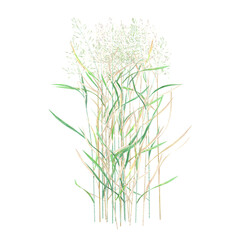 Green beautiful Agrostis capillaris plant isolated on Canvas