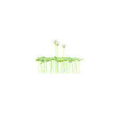 Trifolium repens Plant on isolated Canvas