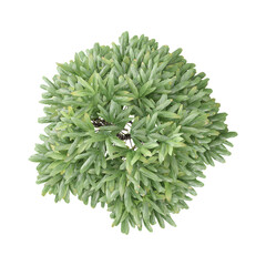 3d rendering of Raphis Palm plant