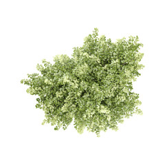 Naklejka premium Acer platanoides plant isolated on transparent Canvas