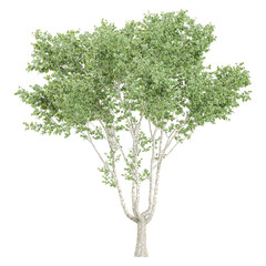 White poplar  plant on isolated Canvas