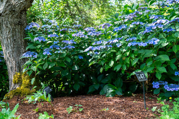 garden background, colorful flowers blooming in spring, beautiful flower garden view
