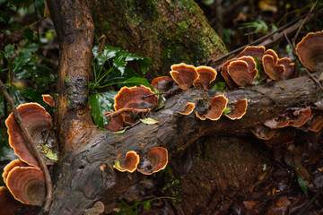 Reishi mushroom (Ganoderma lucidum) 14166 © Kobus