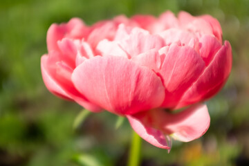 Pink peony on blurred green background, top view. Bright peony bud for poster, calendar, post, screensaver, wallpaper, postcard, banner, cover, website. High quality photo