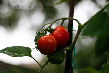 photo of a tomato plant