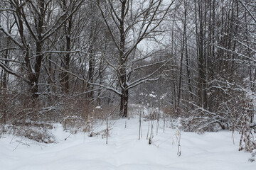 Winter forest landscape. Snow-covered trees backgrounded gray sky for publication, design, poster, calendar, post, screensaver, wallpaper, postcard, banner, cover, website. High quality photo