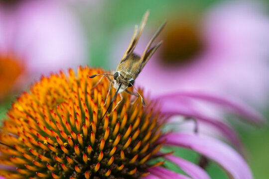 Close up of a skipper butterfly with probiscis deen inside a coneflower