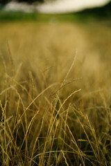 Yellow grass