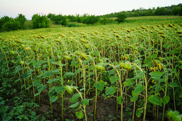 Fototapeta premium green Sunflower field