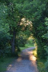 path in the woods