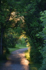 path in the forest