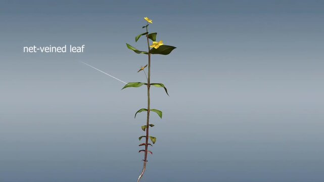 The difference of Monocots and dicots plants