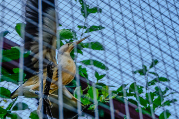 Wild animals in an open ZOO